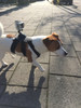 GoPro Fetch Dog Harness (Afbeelding 2 van 2)
