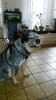 GoPro Fetch Dog Harness (Image 1 of 2)